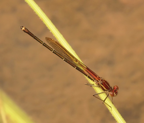 Male
29 Aug 2013  Montgomery, TN